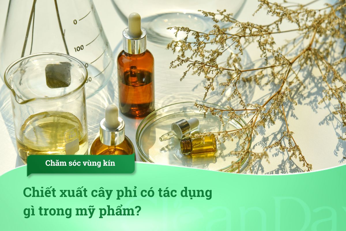 Chiết xuất cây phỉ có tác dụng gì trong mỹ phẩm?