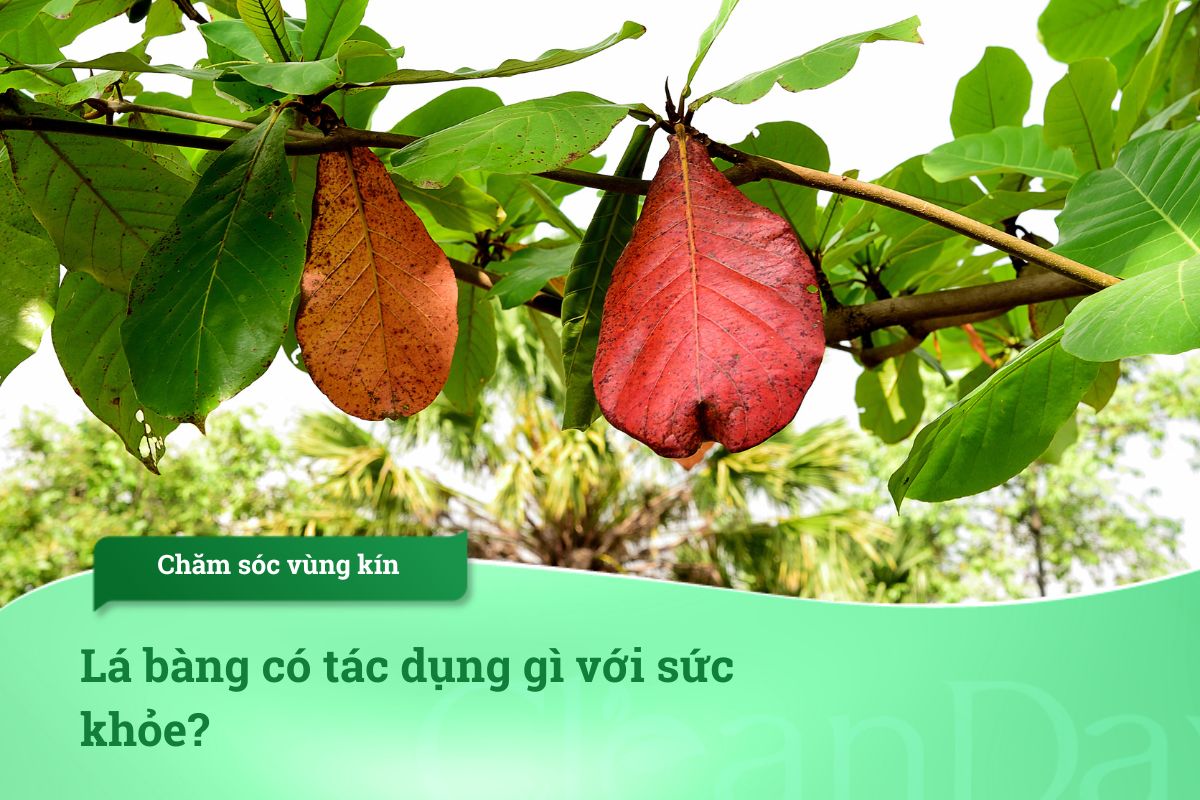 Lá bàng có tác dụng gì với sức khỏe