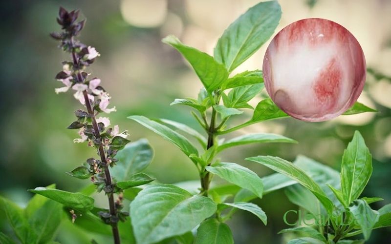 Cách chữa nấm candida tại nhà bằng rau húng quế