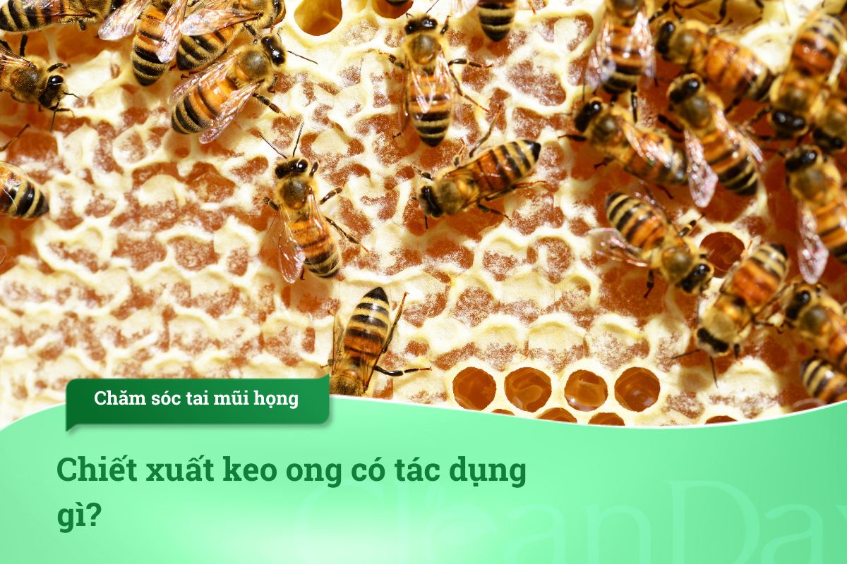 Chiết xuất keo ong có tác dụng gì?