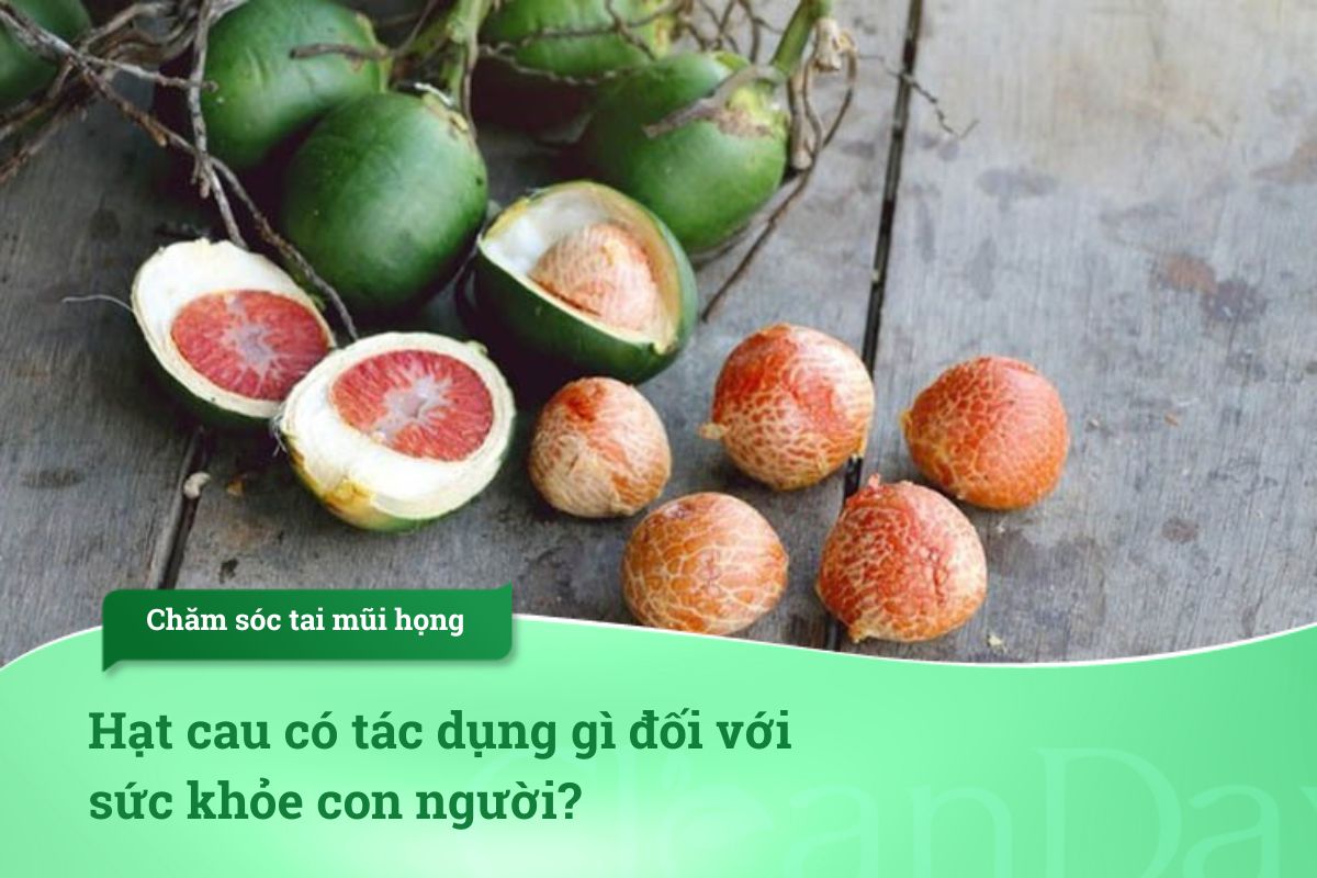 Hạt cau có tác dụng gì đối với sức khỏe con người?