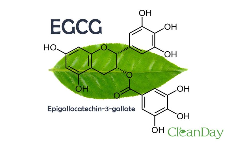 Chiết xuất trà xanh hay còn được gọi là EGCG