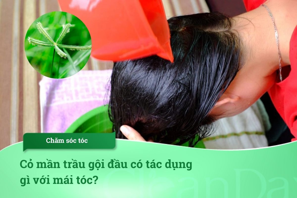 Cỏ mần trầu gội đầu có tác dụng gì với mái tóc?