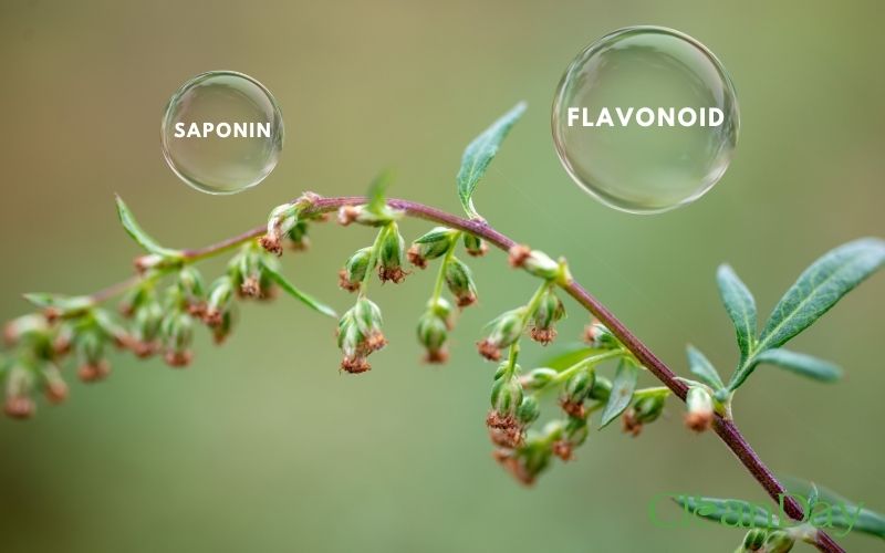 Cây ngải cứu đỏ chứa nhiều flavonoid và saponin