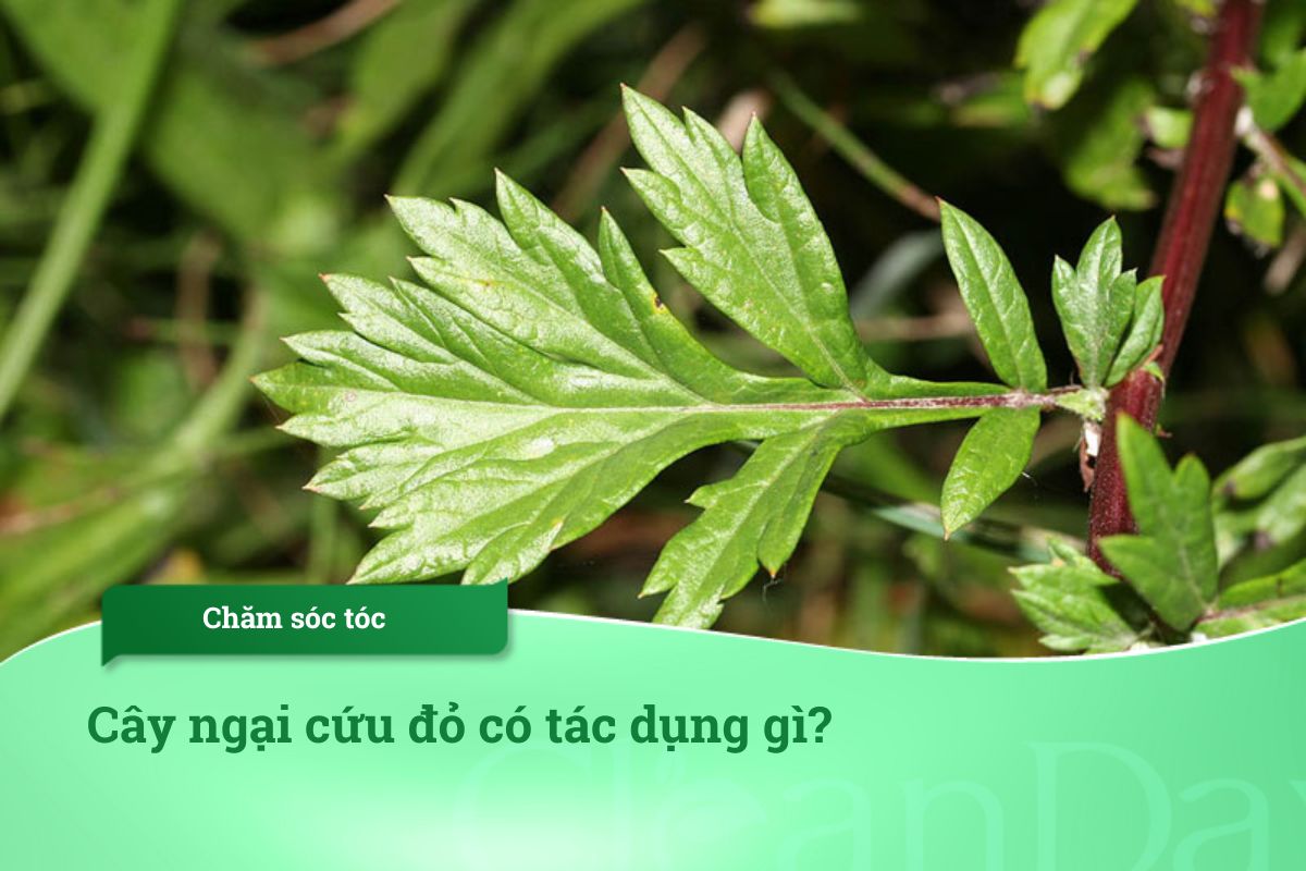 Cây ngải cứu đỏ có tác dụng gì?